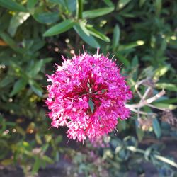 Close-up of flower