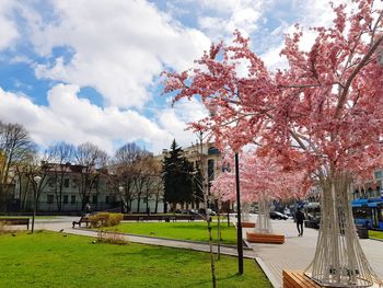 Cherry blossom trees in park against buildings in city