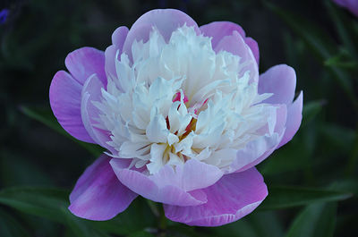 Close-up of multiple layered peony blossom