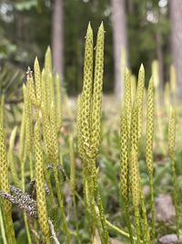 Close-up of plant growing on field