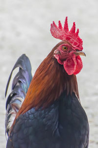 Close-up of rooster