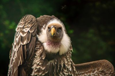 Close-up of eagle