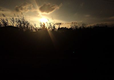 Close-up of silhouette plants against sky during sunset