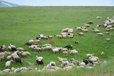 Flock of sheep grazing on field