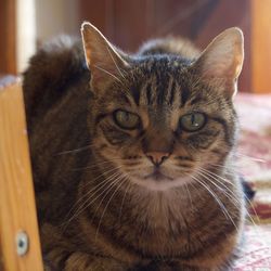 Close-up portrait of cat at home