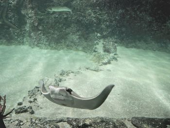 Fish swimming in sea