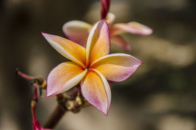 Close-up of pink magnolia on plant