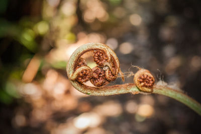 Close-up of plant