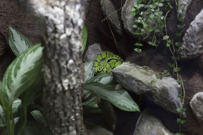 Green sri lankan pit viper coiled on a limb