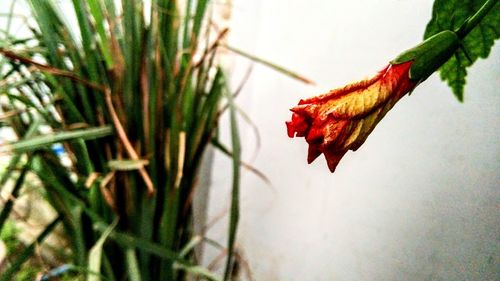 Close-up of dry leaf on plant