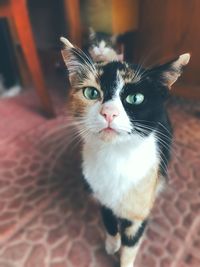 Close-up portrait of cat at home