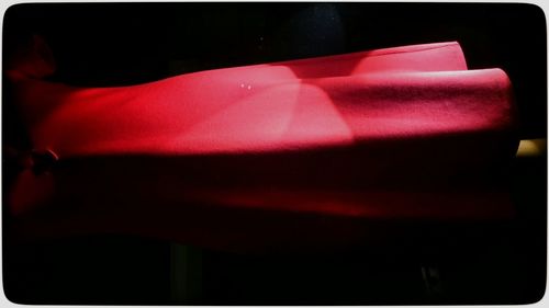 Close-up of pink rose