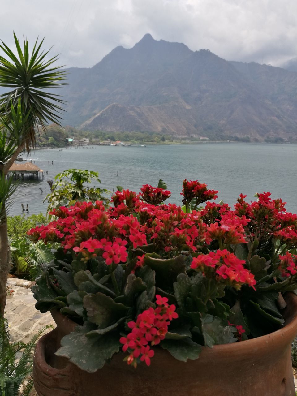 FLOWERING PLANTS BY SEA AGAINST MOUNTAINS AND SKY