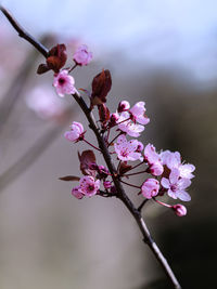 Close-up of cherry blossoms in spring