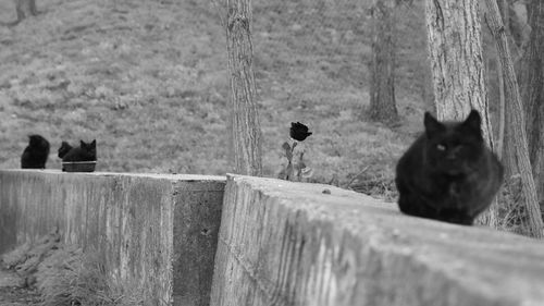 Portrait of a cat on wall