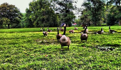 Birds on grassy field