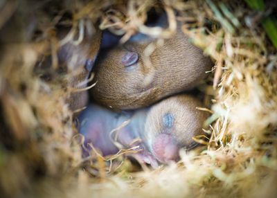 Close-up of baby mammals in nest 