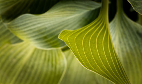 Close-up of green leaves