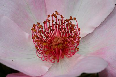 Close-up of pink flower blooming outdoors