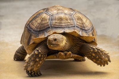 Close-up of a tortoise on the march.
