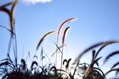 Low angle view of flowering plants on field against sky