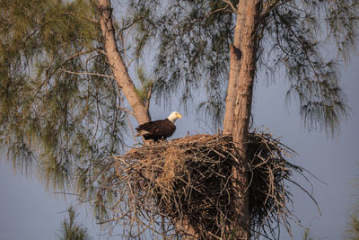 Low angle view of bird perching on tree