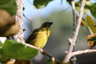 Close-up of bird perching on branch