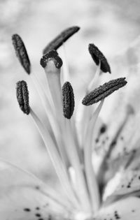 Close-up of flowering plant