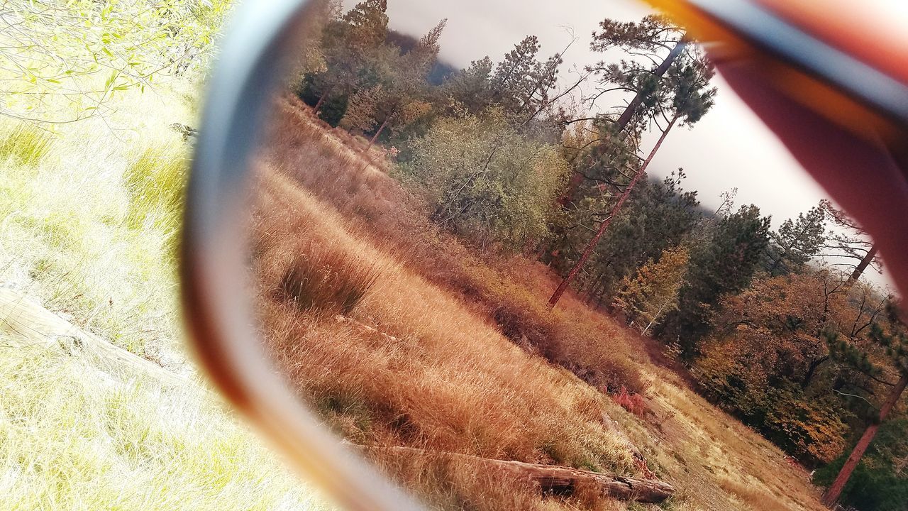 CLOSE-UP OF WET TREES AGAINST BLURRED BACKGROUND