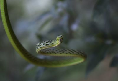 Close-up of lizard