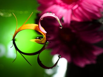 Close-up of pink flower on plant