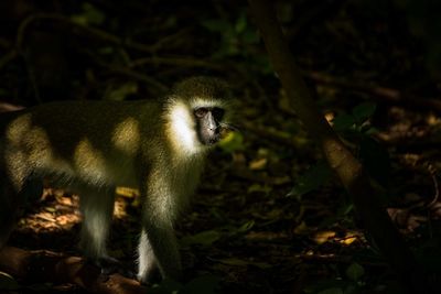 Portrait of monkey standing on land in forest