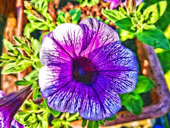 Close-up of purple flowering plant