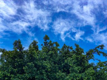 Low angle view of trees against sky