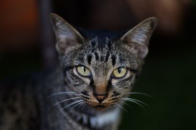 Close-up portrait of cat