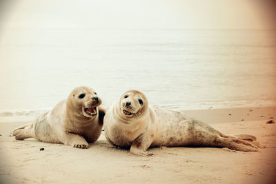 View of dogs on beach