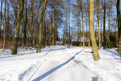 Trees on snow covered field