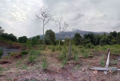 Trees on field against sky