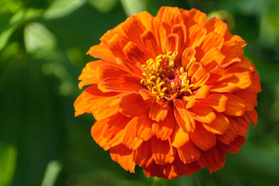 Close-up of orange flower