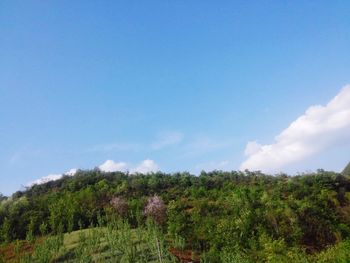 Low angle view of trees against blue sky