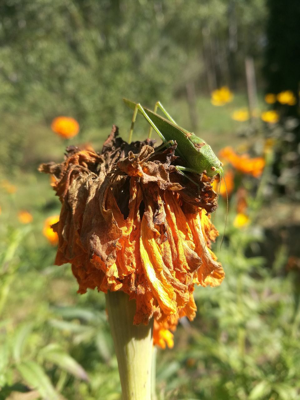 plant, focus on foreground, flower, flowering plant, nature, vulnerability, beauty in nature, close-up, fragility, growth, freshness, day, no people, petal, inflorescence, flower head, outdoors, field, wilted plant, land