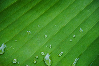 Full frame shot of wet leaf