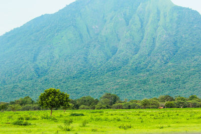 Scenic view of field against sky