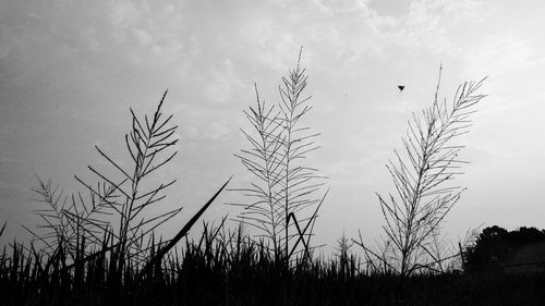 Low angle view of silhouette trees on field against sky