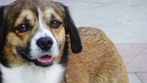 Close-up portrait of dog