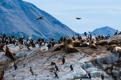 Flock of birds on rocks