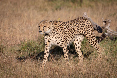 Cheetah walking on field