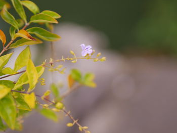 Close-up of small flowering plant