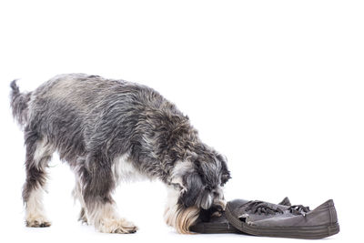 Close-up of dog
