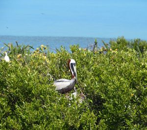 View of bird on beach